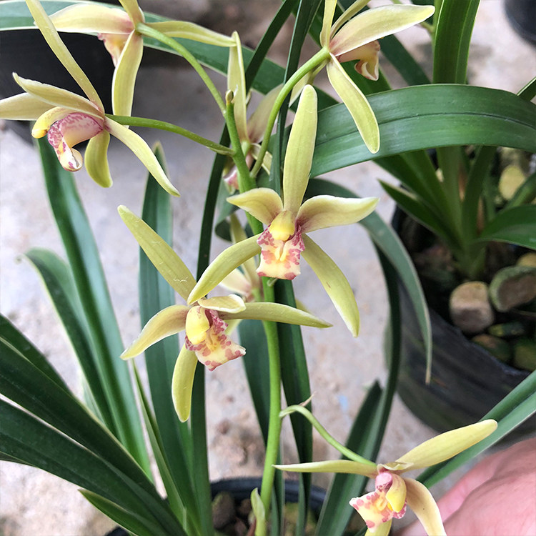 建兰帝王王妃四季矮种好养兰花花苗金边叶艺时令草本花卉