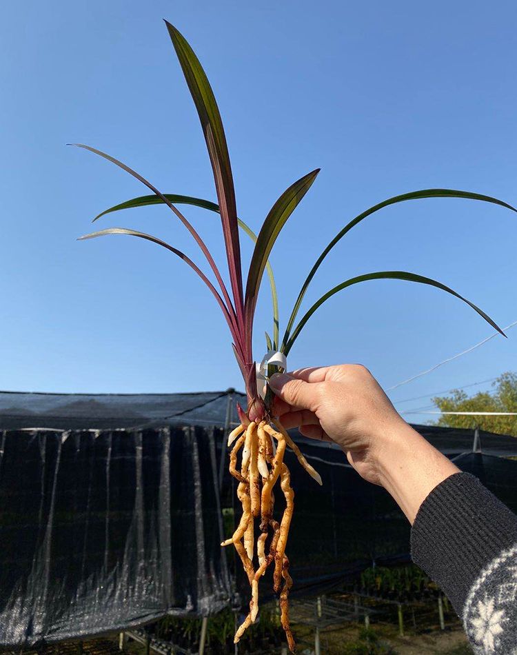 兰花花苗红草红荷建兰四季浓香夏季花苞绿植花卉