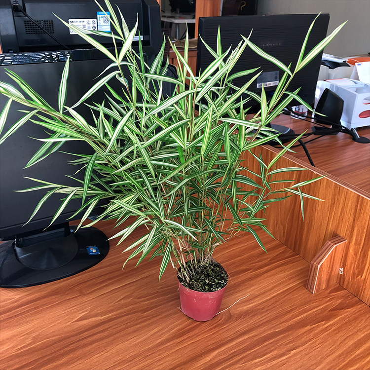 风竹日本本山野草翠竹虎斑斑入澳洲室内办公室绿植