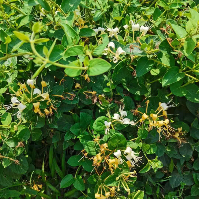 植物金银花爬藤茶树家养阳台耐寒耐晒养活绿植