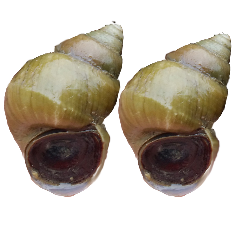 清水螺蛳新鲜活体石螺鲜活田螺泥螺螺丝淡水螺