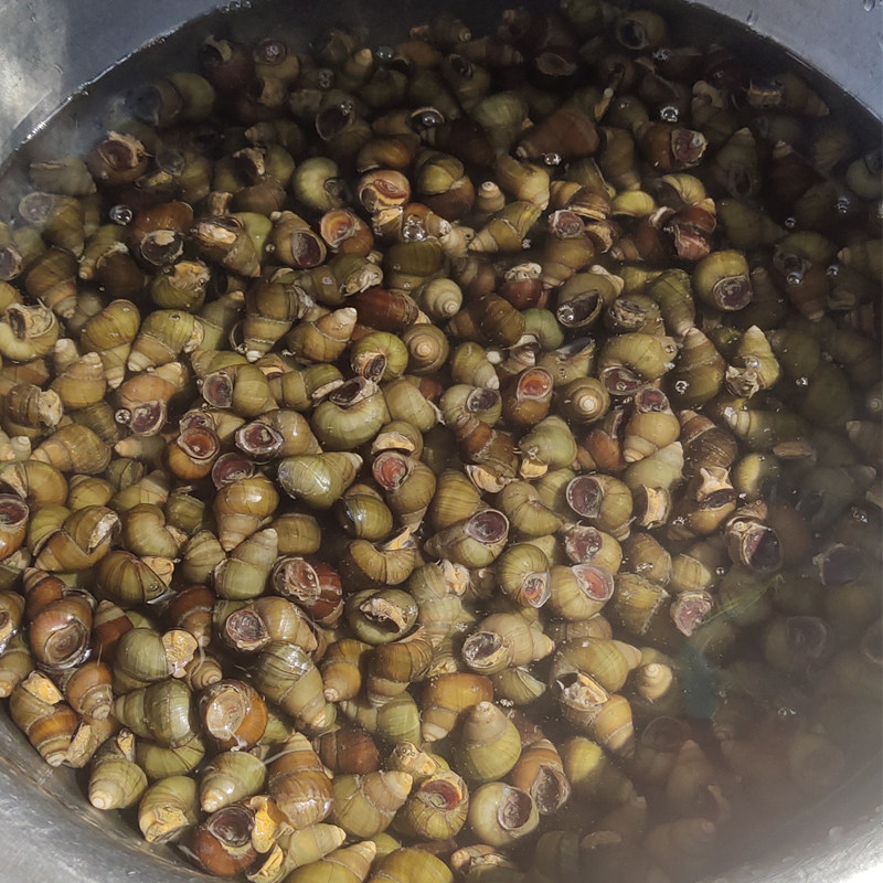 清水螺蛳新鲜活体石螺鲜活田螺泥螺螺丝淡水螺