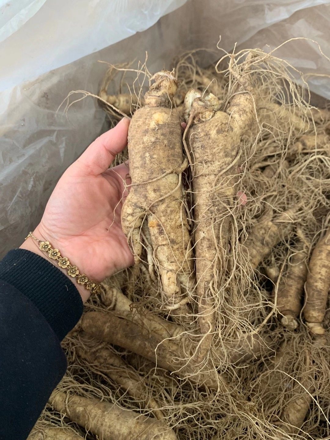 新鲜西洋参5支1斤500克长白山6年花旗参泡新包西洋参及其制品