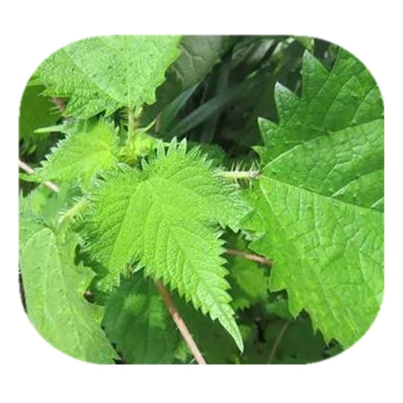 荨麻新鲜苗包根茎麻叶草藿蝎子川青活麻四川其他药食同源食品
