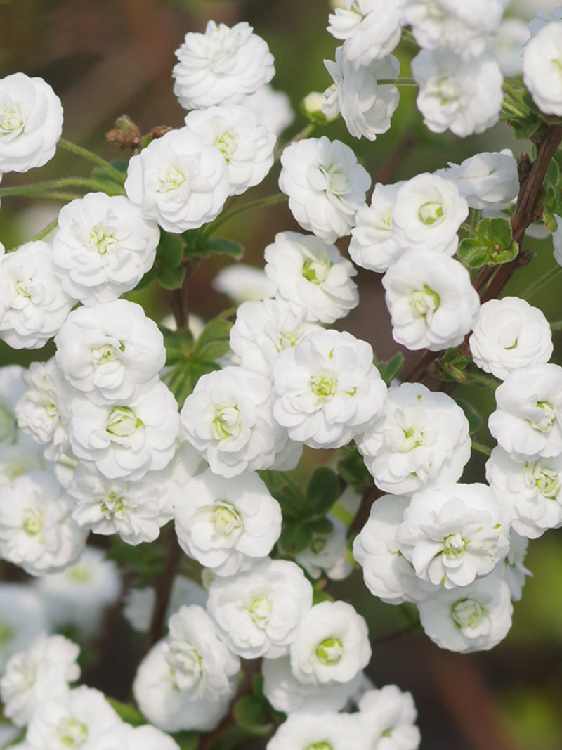 雪梅重瓣喷雪梅花盆栽室外植物北方耐寒易活时令草本花卉