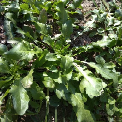 苏北农家新鲜蔬菜现挖荠菜野生芥菜水饺馄饨荠菜