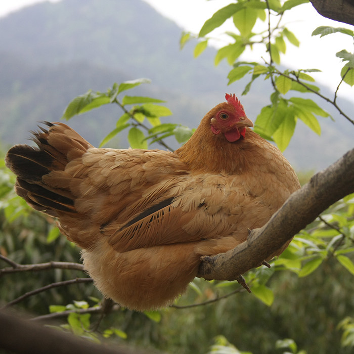 畲乡生态土鸡 无公害认证 竹林散养两年土鸡 冷鲜鸡