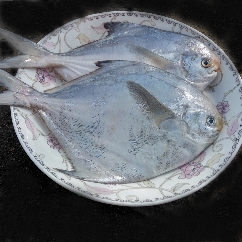 吕四新鲜银鲳鱼白鲳平鱼野生白鲳鱼扁鱼