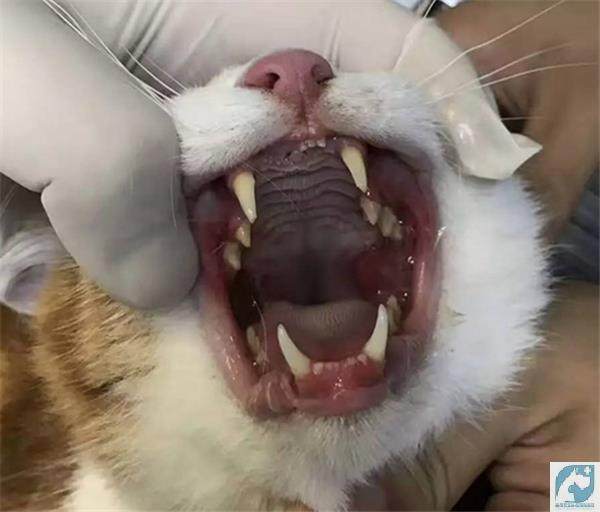 口腔喷剂可鲁30ml猫口齿龈炎狗口口腔清洁