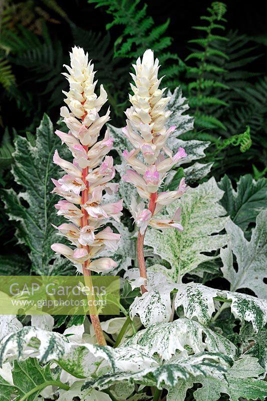 花叶茛力花暴风雪agapanthus多年生宿根耐阴竖线条花园设计花境