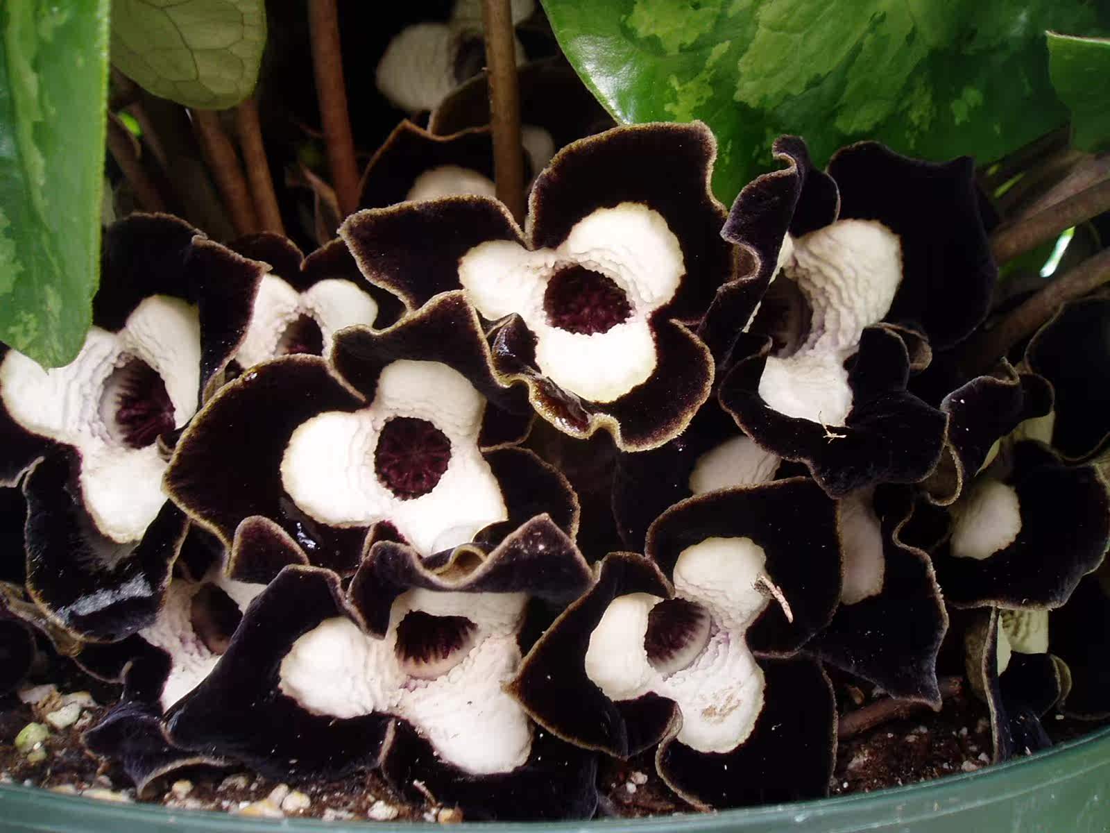 熊猫细辛asarum常绿阴生开花奇特花卉植物多年生宿根