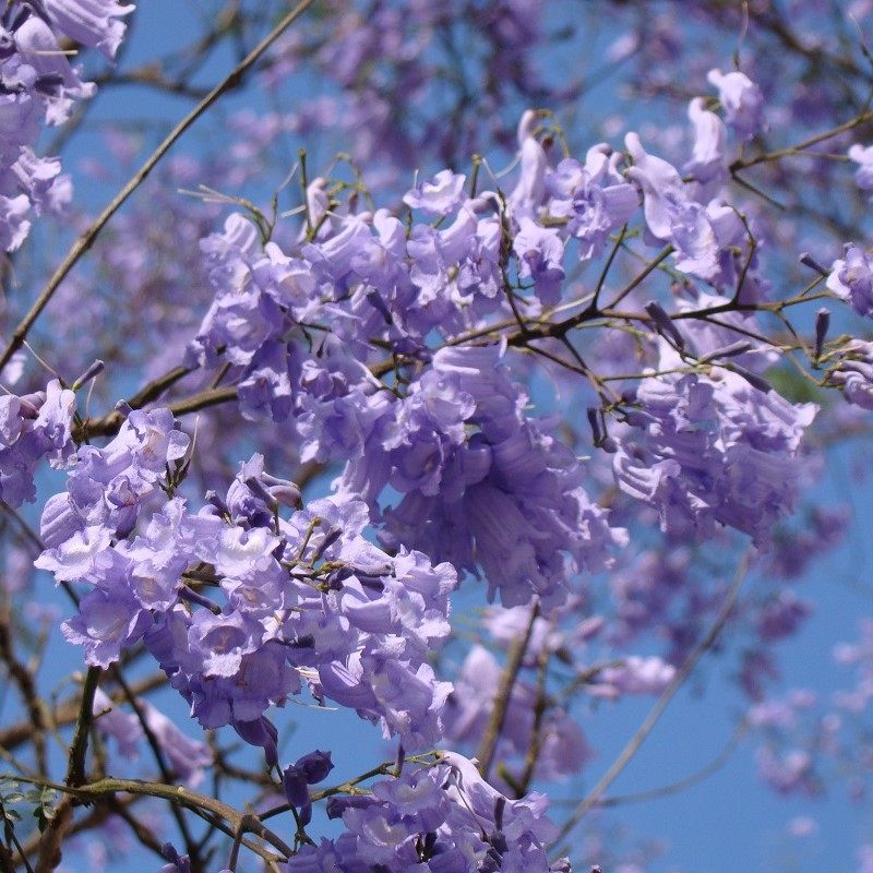 蓝花多年生蓝雾开花盆栽苗超耐热室内外阳台花园观叶