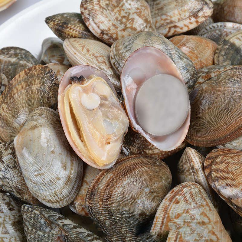 花蛤花甲鲜活蛤蜊海捕新鲜红岛蛤蜊大干净无沙贝类制品