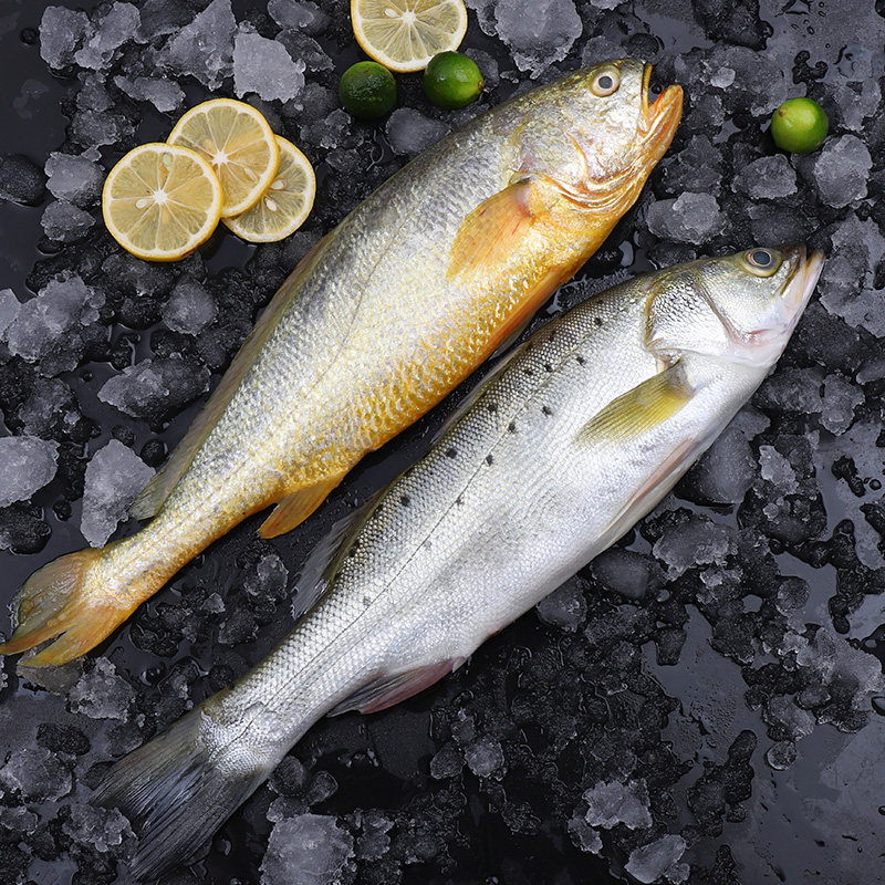 鲈鱼大黄顺丰两斤海鱼水产黄花鱼海鲜活七星新鲜黄鱼