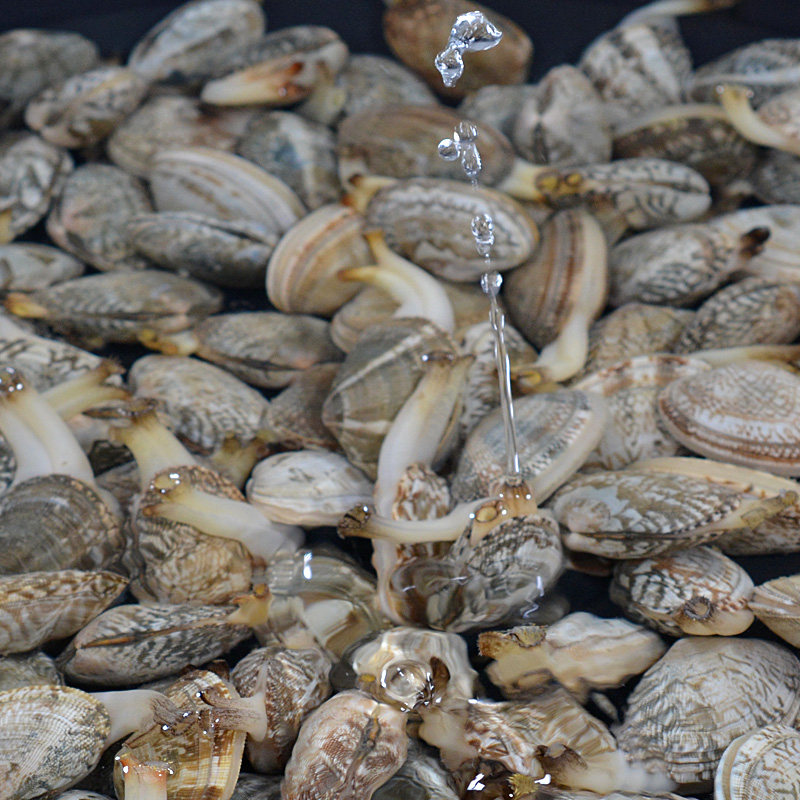 花甲鲜活蛤蜊野生新鲜红岛蛤蜊大花蛤干净无沙花蛤蜊贝类海鲜500g