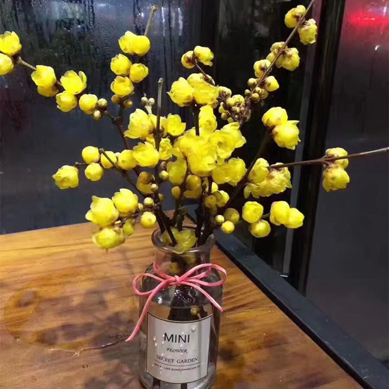 冬季腊梅鲜花水养鲜切枝蜡梅枝条插花花枝水插时令草本花卉