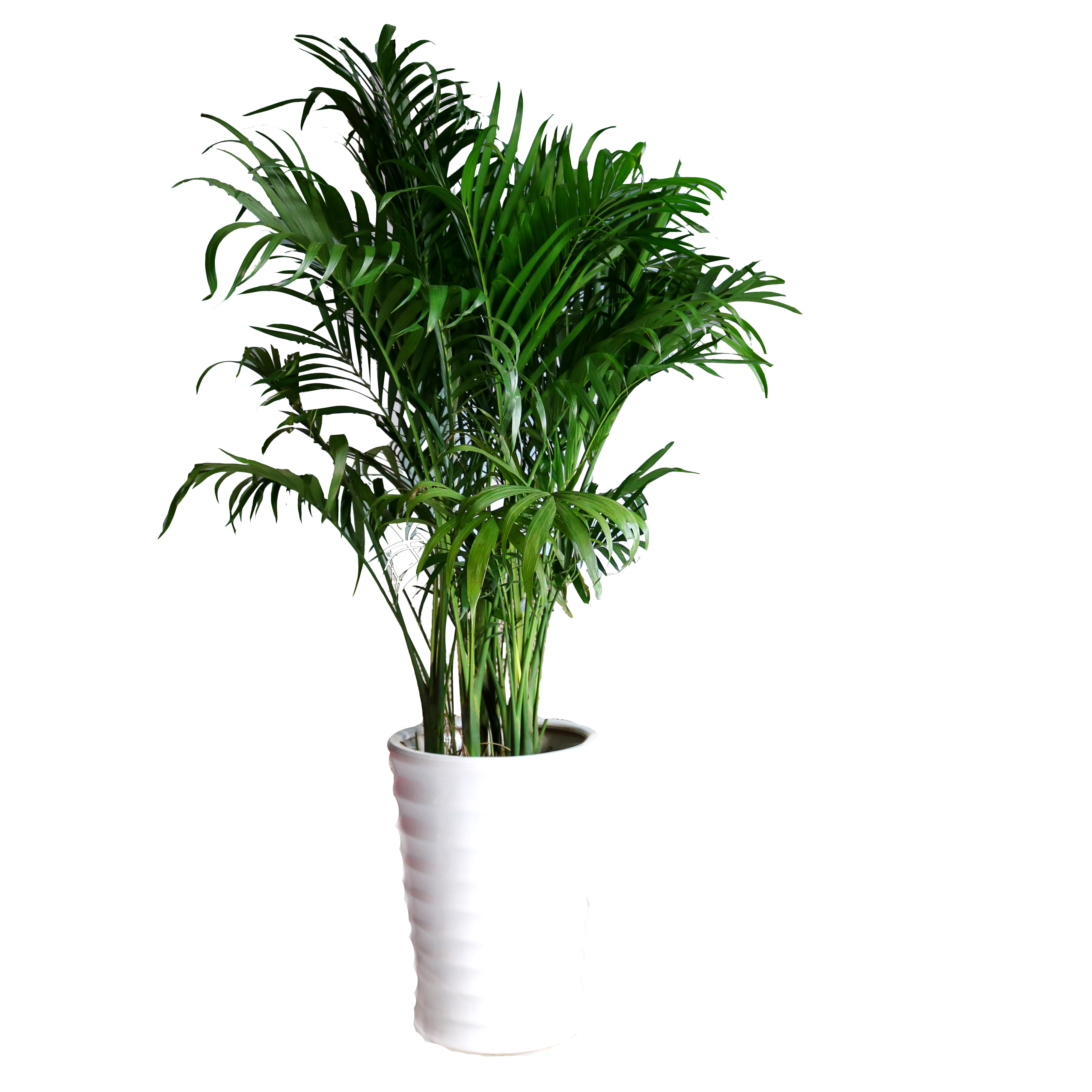 富贵椰子客厅大型室内外盆栽防辐射净化空气植物重庆大型绿植