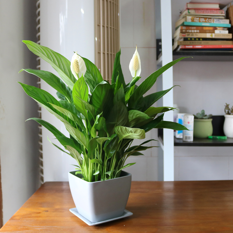 白掌一帆风顺植物花卉桌面小盆盆栽好养室内绿植绿植