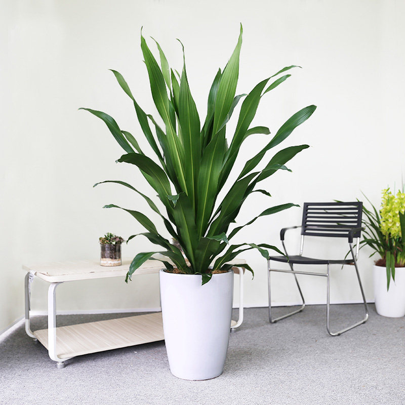 也门铁大型盆栽客厅植物吸甲醛净化空气防辐射绿植同城配送重庆