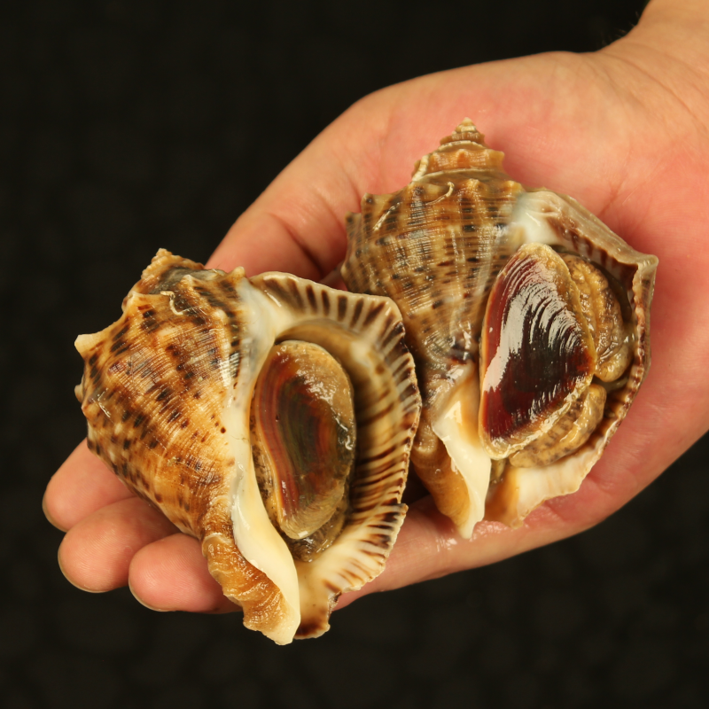 海螺大海鲜活2斤新鲜青岛生猛海鲜水产贝类花螺海螺