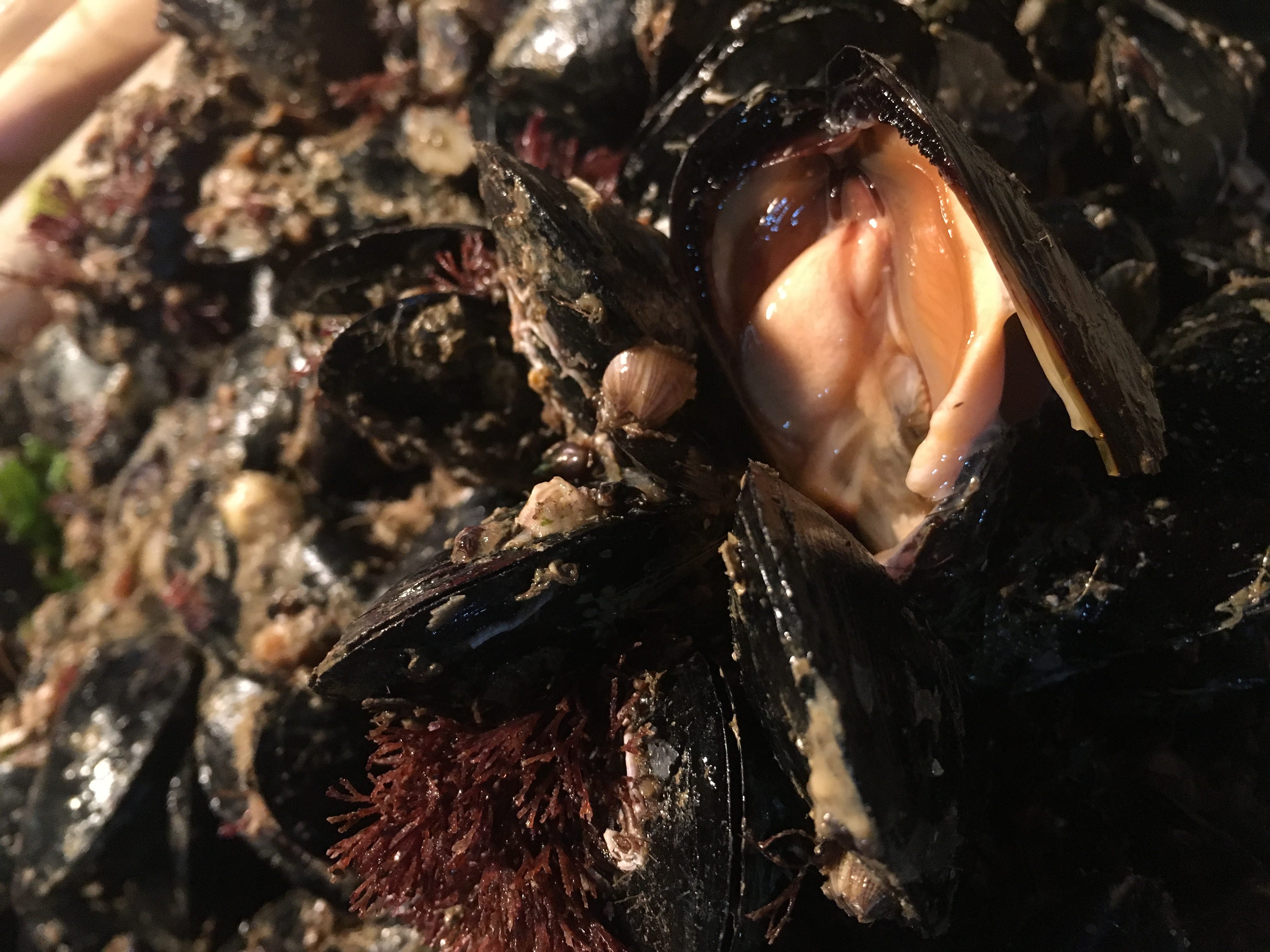 大贻贝青口贝野生海虹海鲜水产鲜活大青口贝类贝壳类鲜淡菜250g装