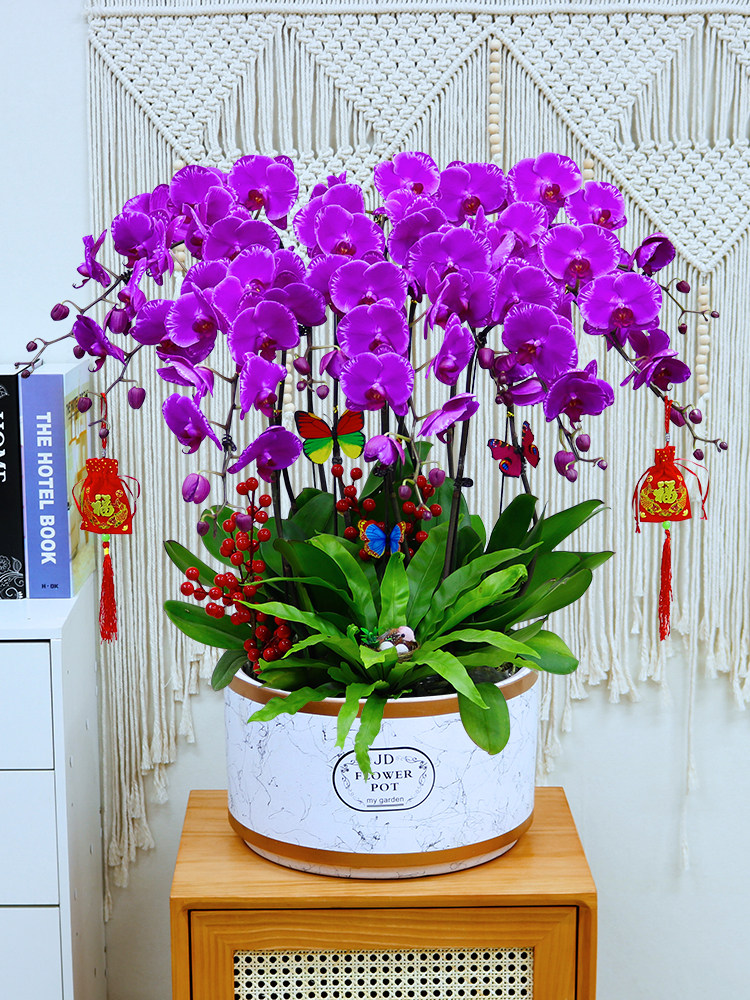 年宵花卉光芒四射蝴蝶兰盆栽办公室客厅情调送礼品花时令草本花卉