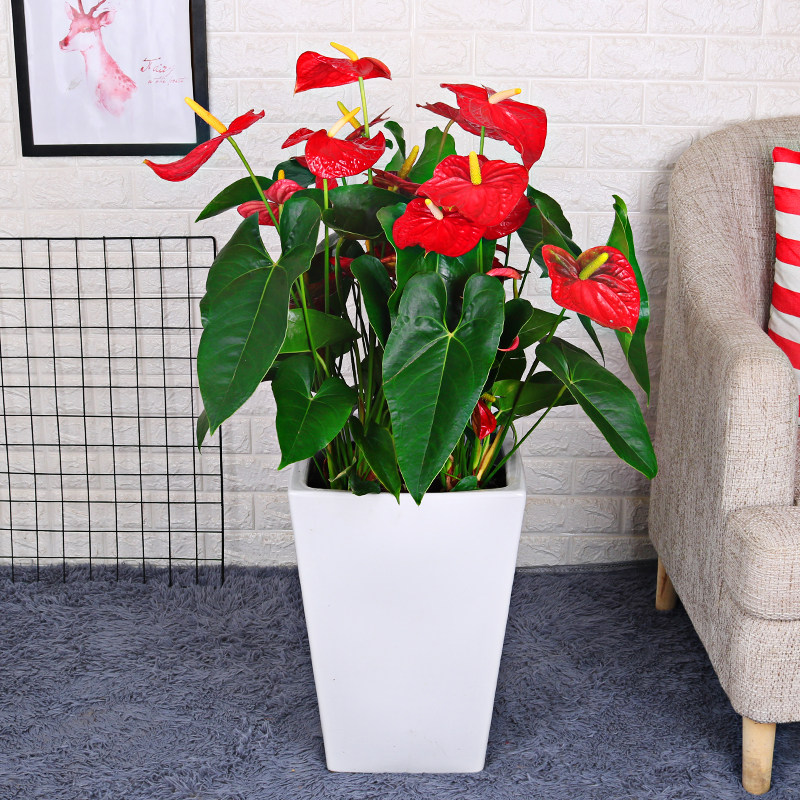 红掌大盆盆栽三株大型绿植花卉室内开花植物大型绿植