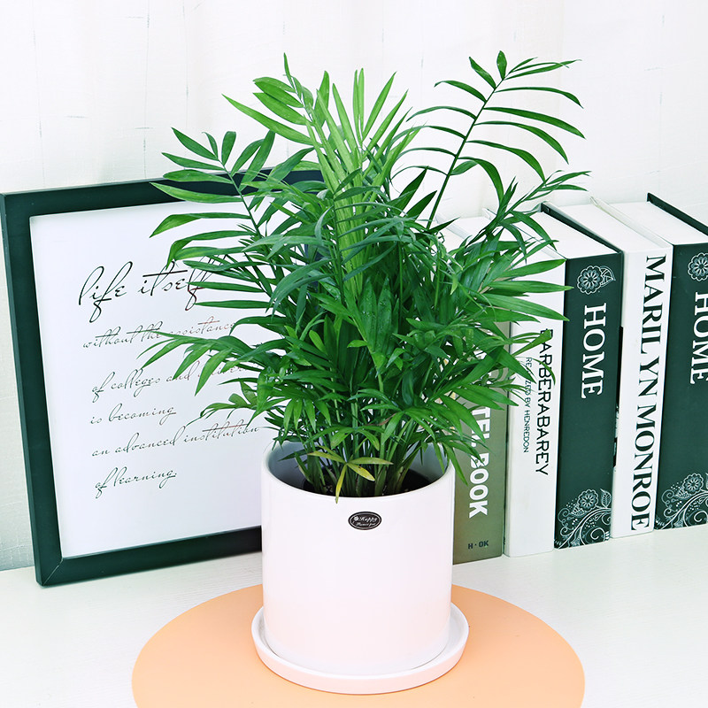 袖珍椰子盆栽办公桌绿植花卉室内卧室客厅植物绿植