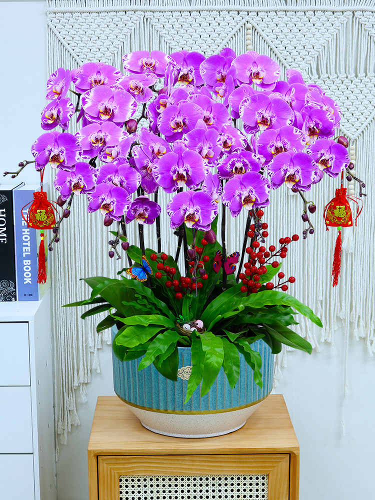 年宵花卉藏宝图蝴蝶兰盆栽办公室客厅商务送礼品花时令草本花卉