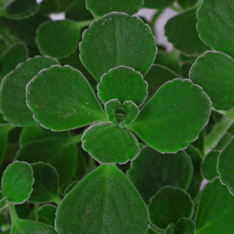 碰碰盆栽一抹抹香办公办公室室内阳台净化空气防辐射绿植