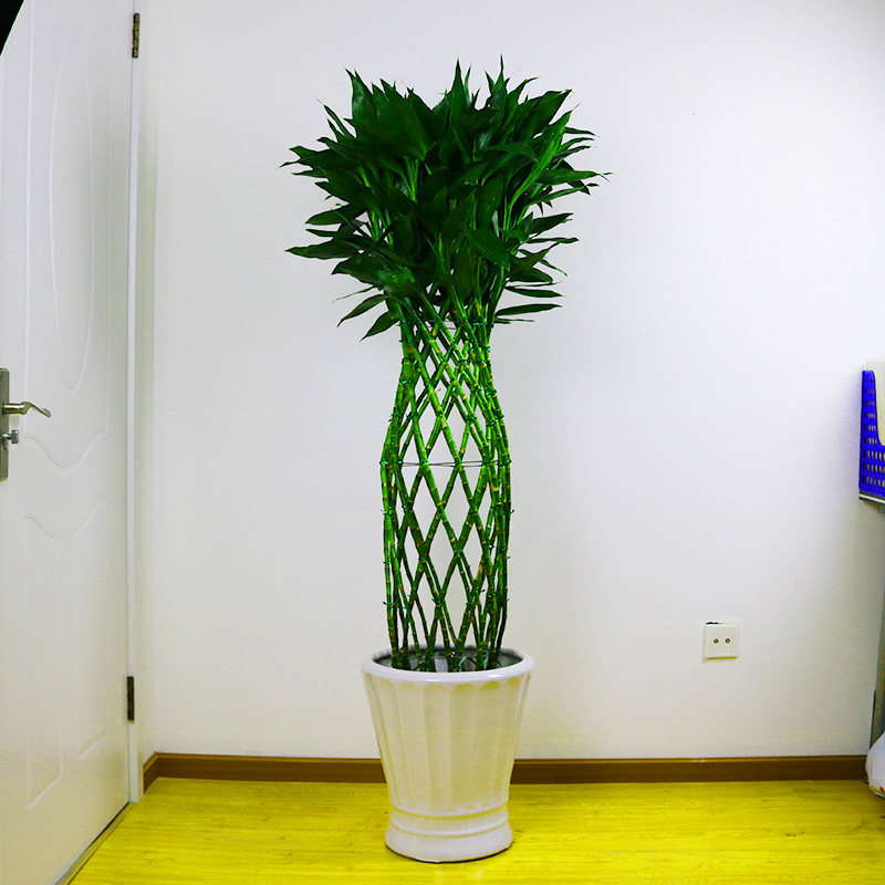 富贵绿植北京植物叶植物盆栽观新房富贵竹室内办公室绿植