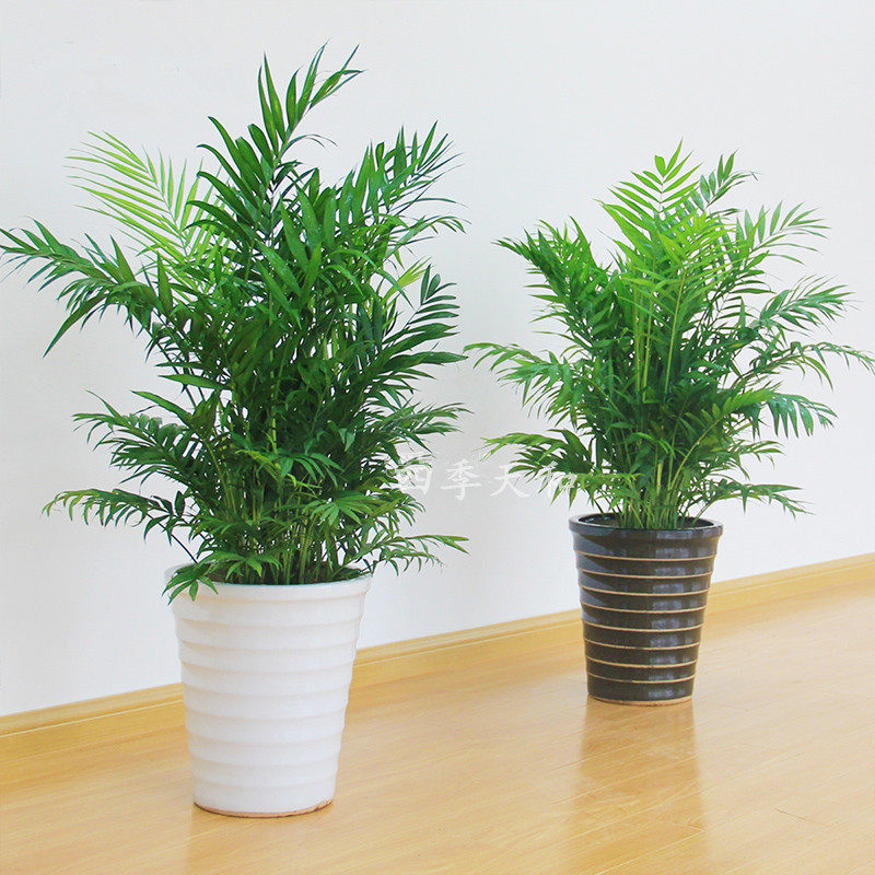 夏威夷耐阴中型植物椰子竹子盆栽室内走廊过道绿植