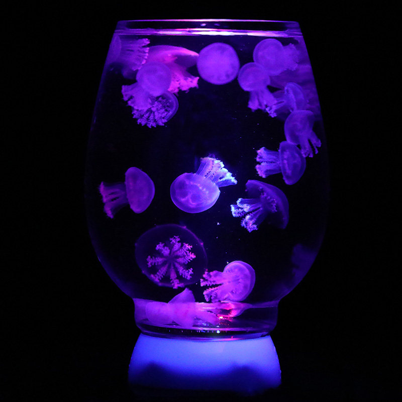 观赏水母活物活体观赏水母赤月海月水母缸情人节小宠物水母杯水族