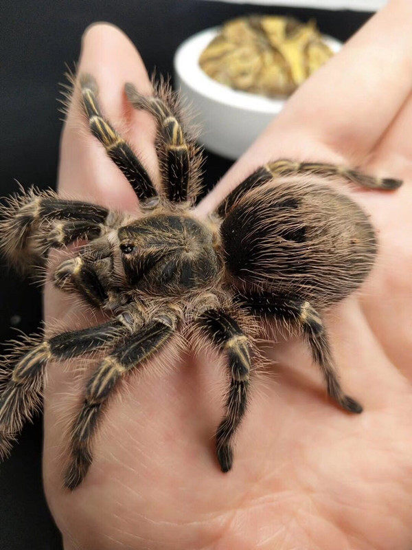 巴西金直间捕鸟蛛足116厘米网红玩具宠物新手入门蜘蛛