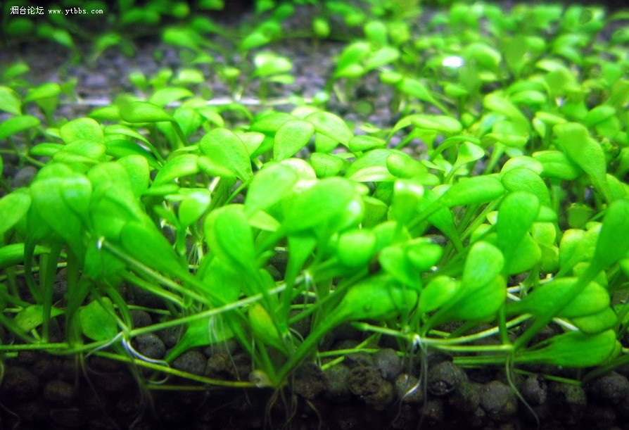 迷你矮矮珍珠鱼缸草皮前景天湖葵牛毛毡水草水草