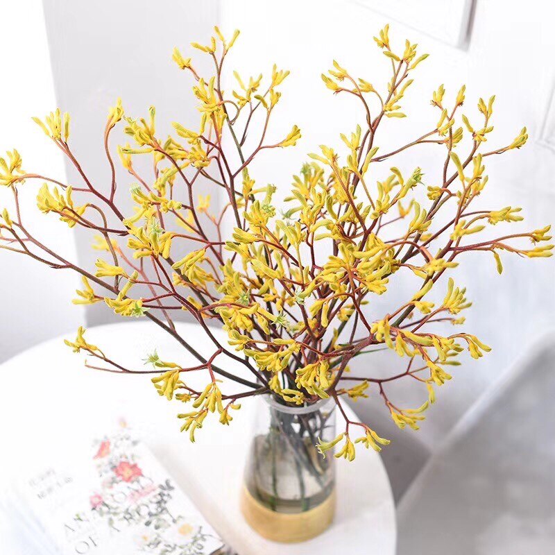 云南昆明鲜花基地直发:澳洲袋鼠爪花 鲜切花 招代理