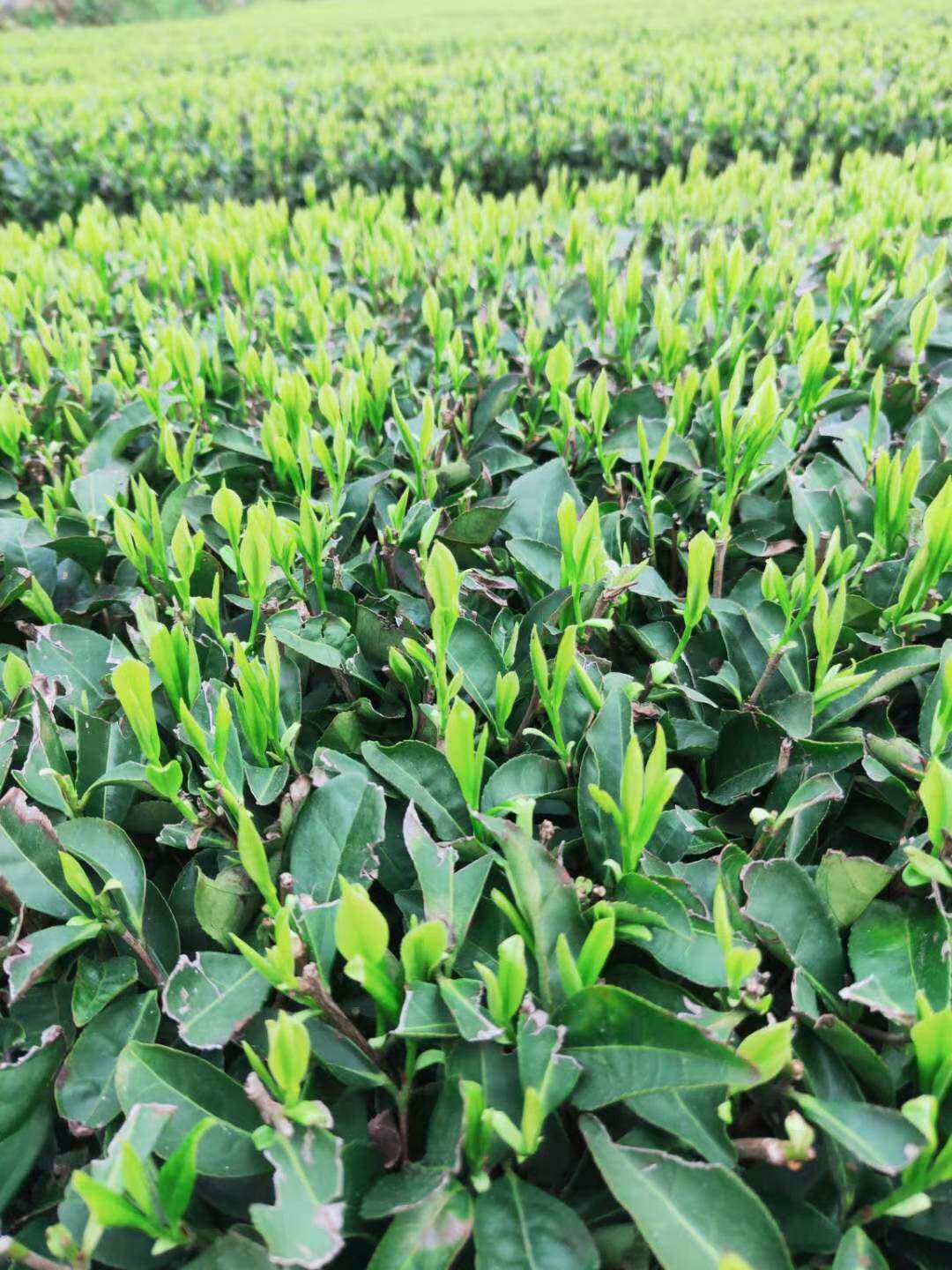 汝城特产旱塘硒山茶叶2022新茶绿茶高品质清明特色产区绿茶