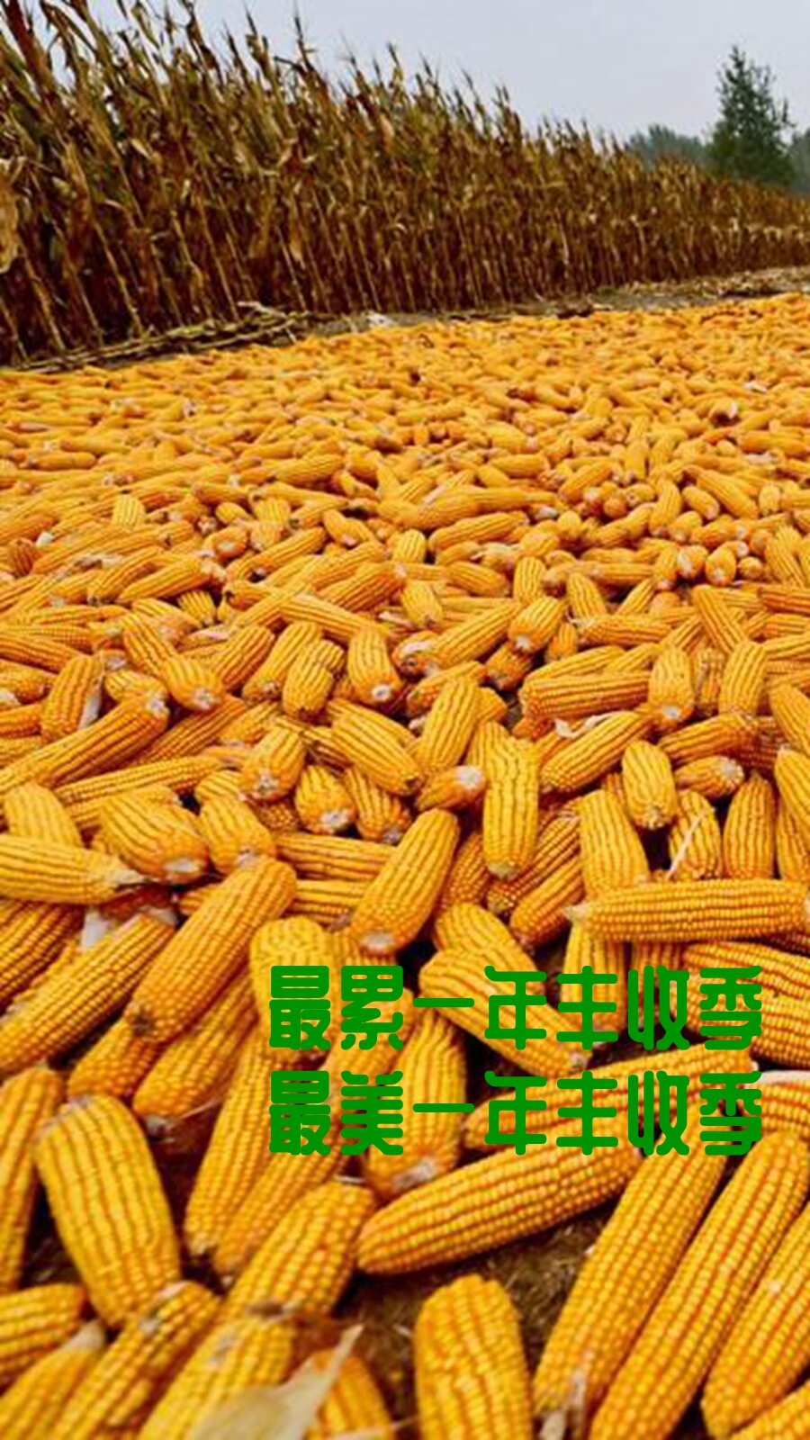 东北笨茬中粒纯正1斤五谷杂粮特产玉米碴子苞米其它粮食