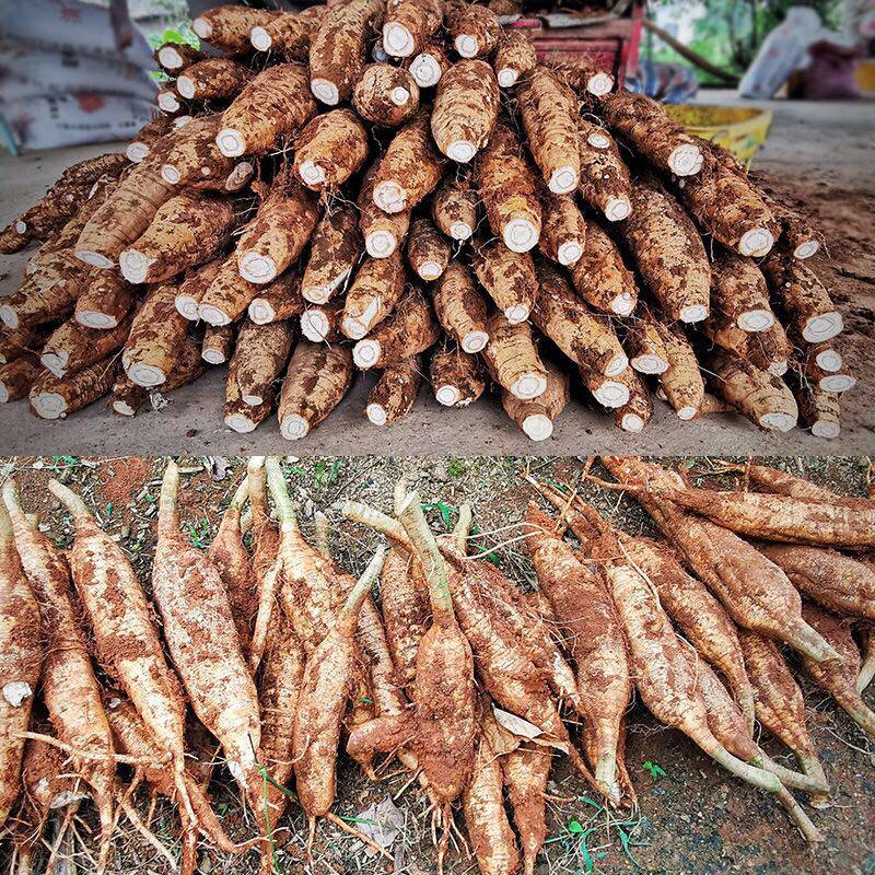 新鲜葛根现挖现发广西大山葛薯无渣粉葛野生其它