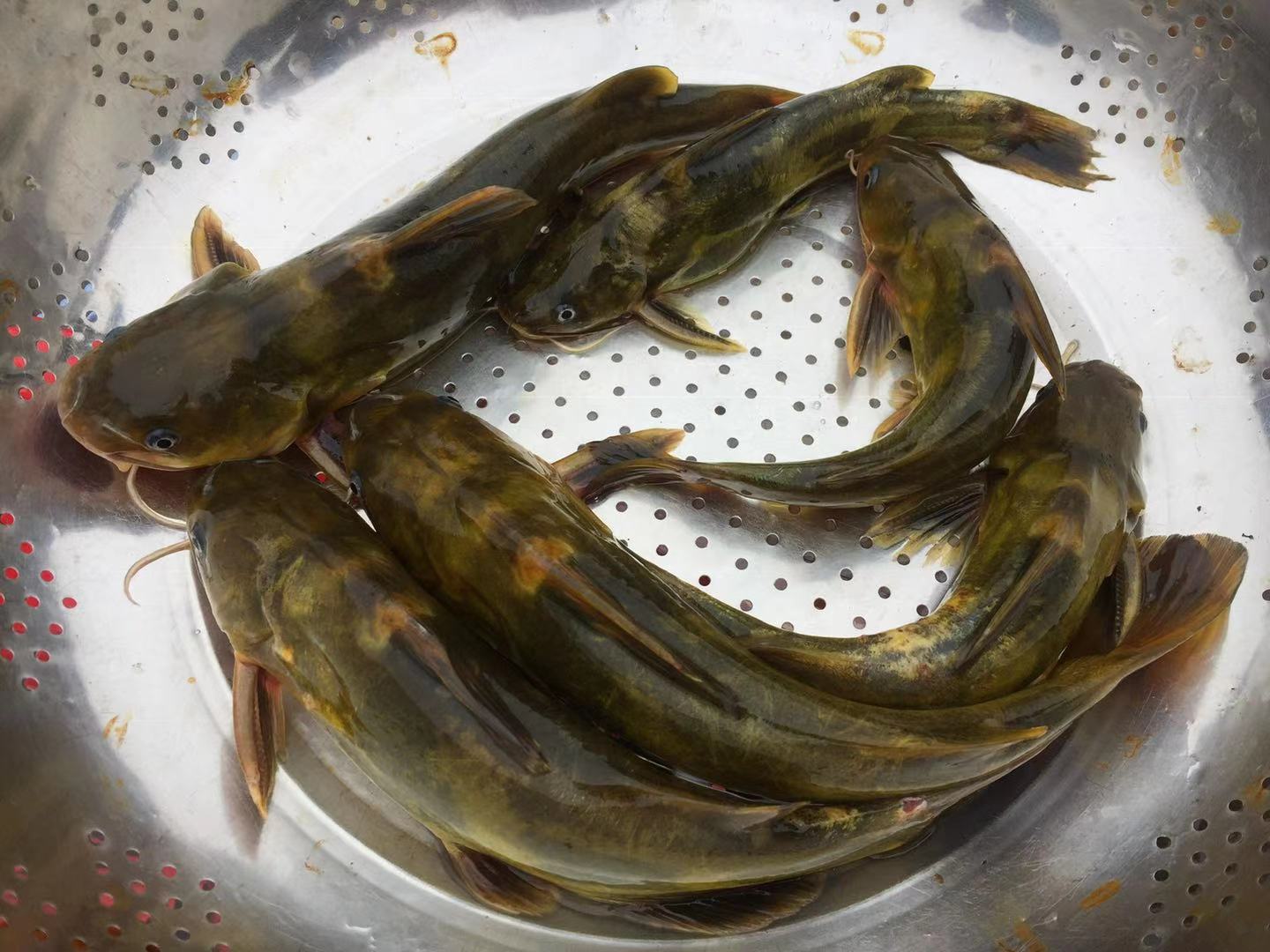 新鲜黄骨鱼3斤包邮顺丰昂刺黄角鱼原生态河鱼万绿湖一斤约6条活宰