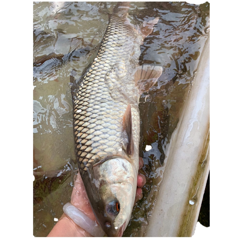 新鲜鲮鱼赤眼2斤泰国天然淡水鱼红烧清蒸晏请淡水鱼类