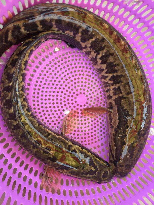 野生 生鱼 坑鱼 斑鱼 黑鱼 妇幼食品 滋补 河鲜 新鲜 送礼 营养