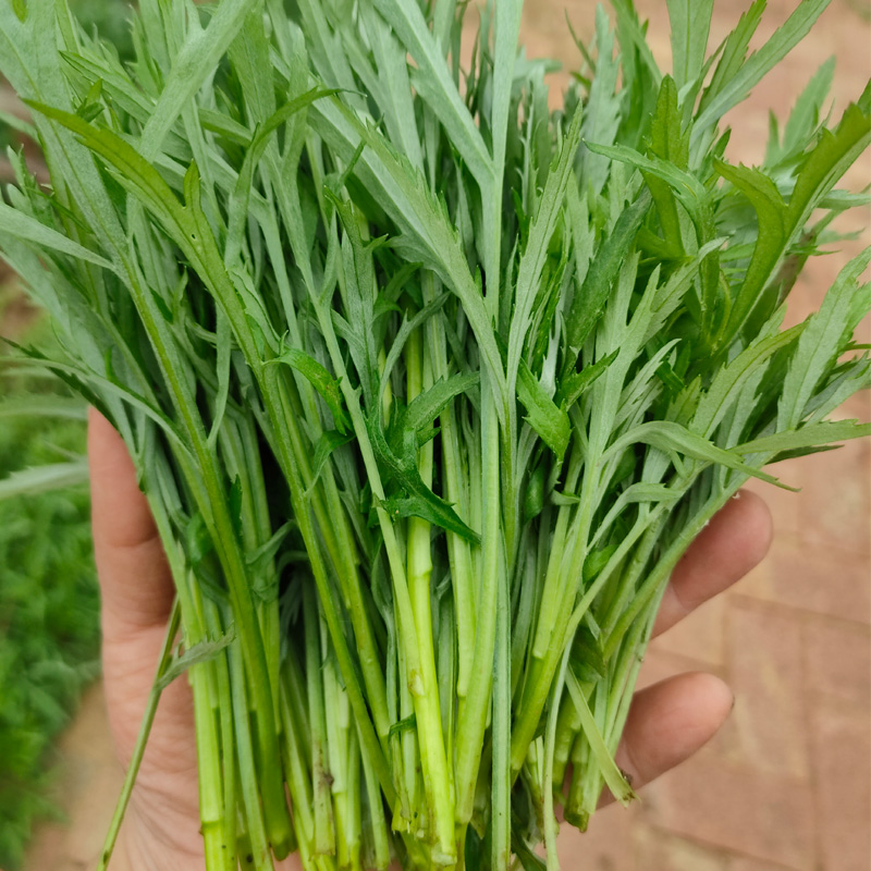 新鲜柳蒿芽藜蒿鲜菜山东野菜种植基地现采现发山野菜食用放心500g