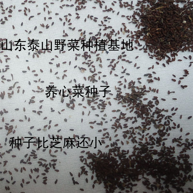 野菜景天成活包成活三七高钙菜基地种苗费菜菜红家庭园艺种子