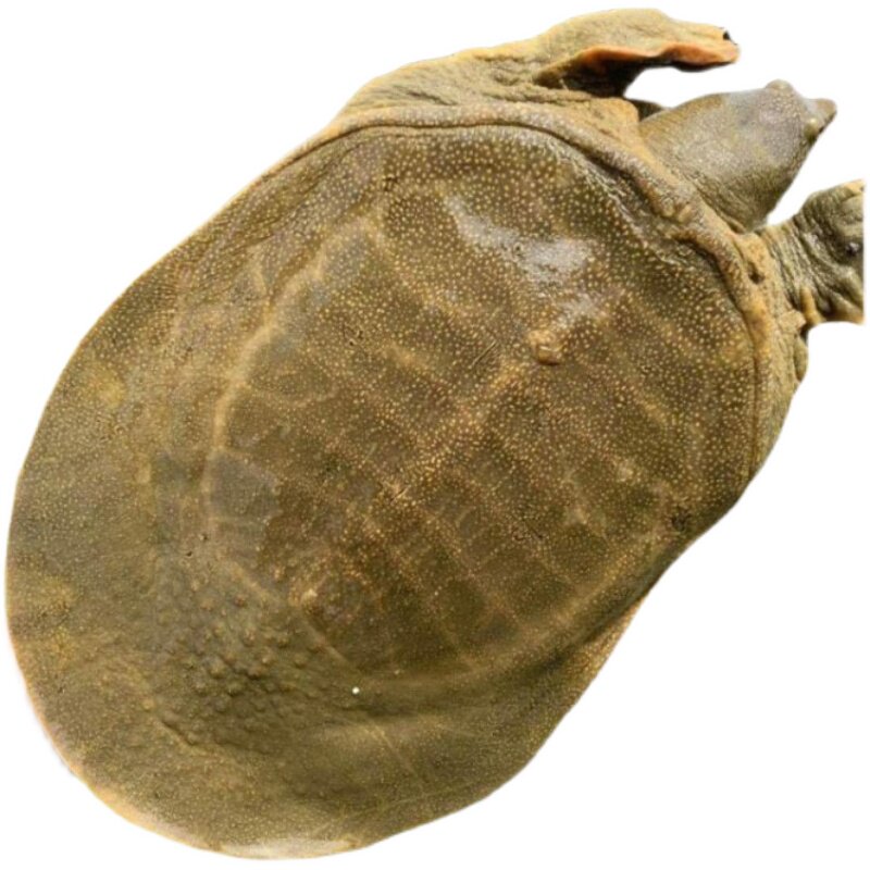 甲鱼青黄精品5.5斤活体免邮公雄老鳖生态鳖送甲鱼