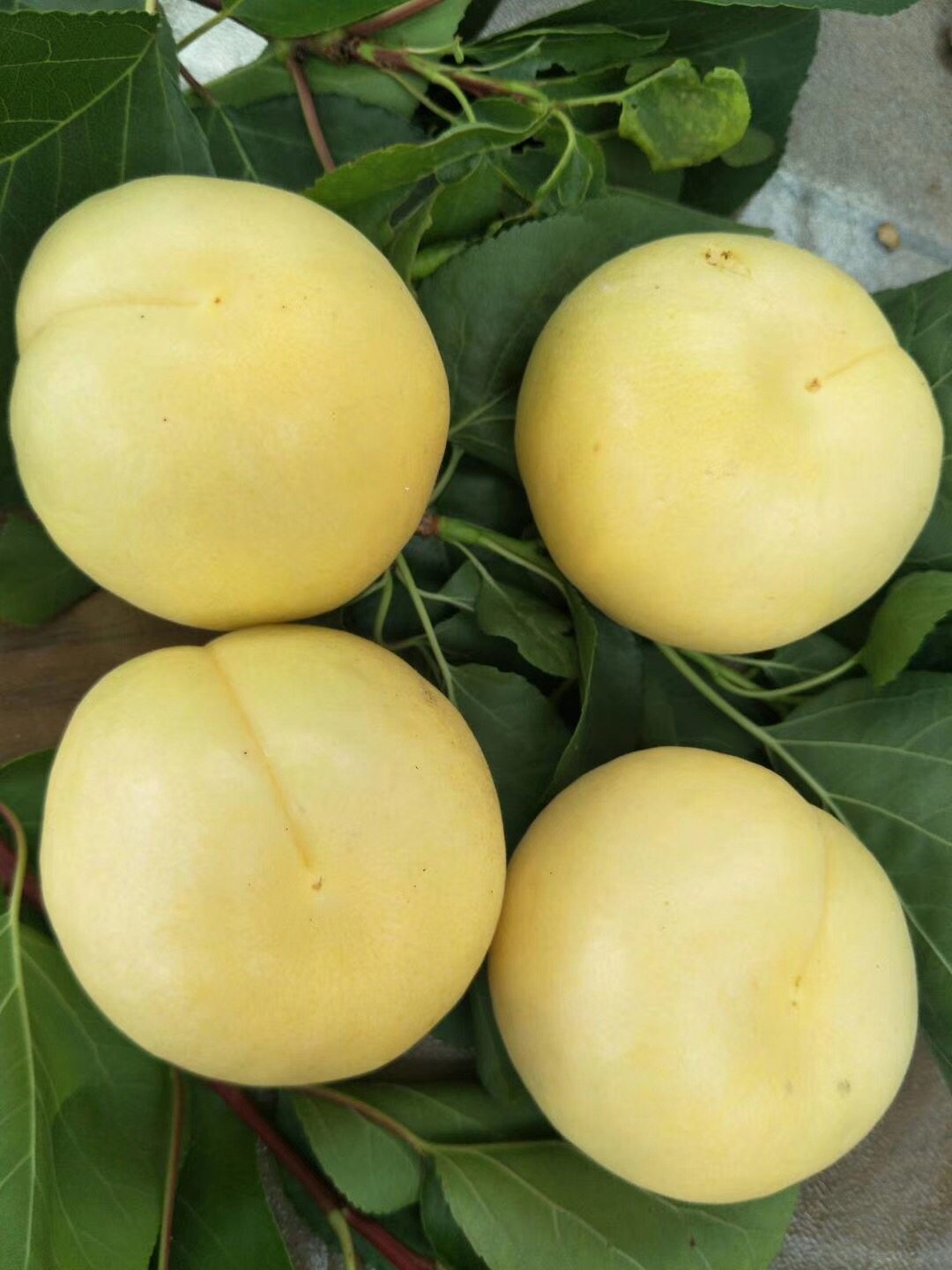 新鲜大香白杏遵化娘娘庄乡香甜多汁银白杏子现摘现发5斤装包邮