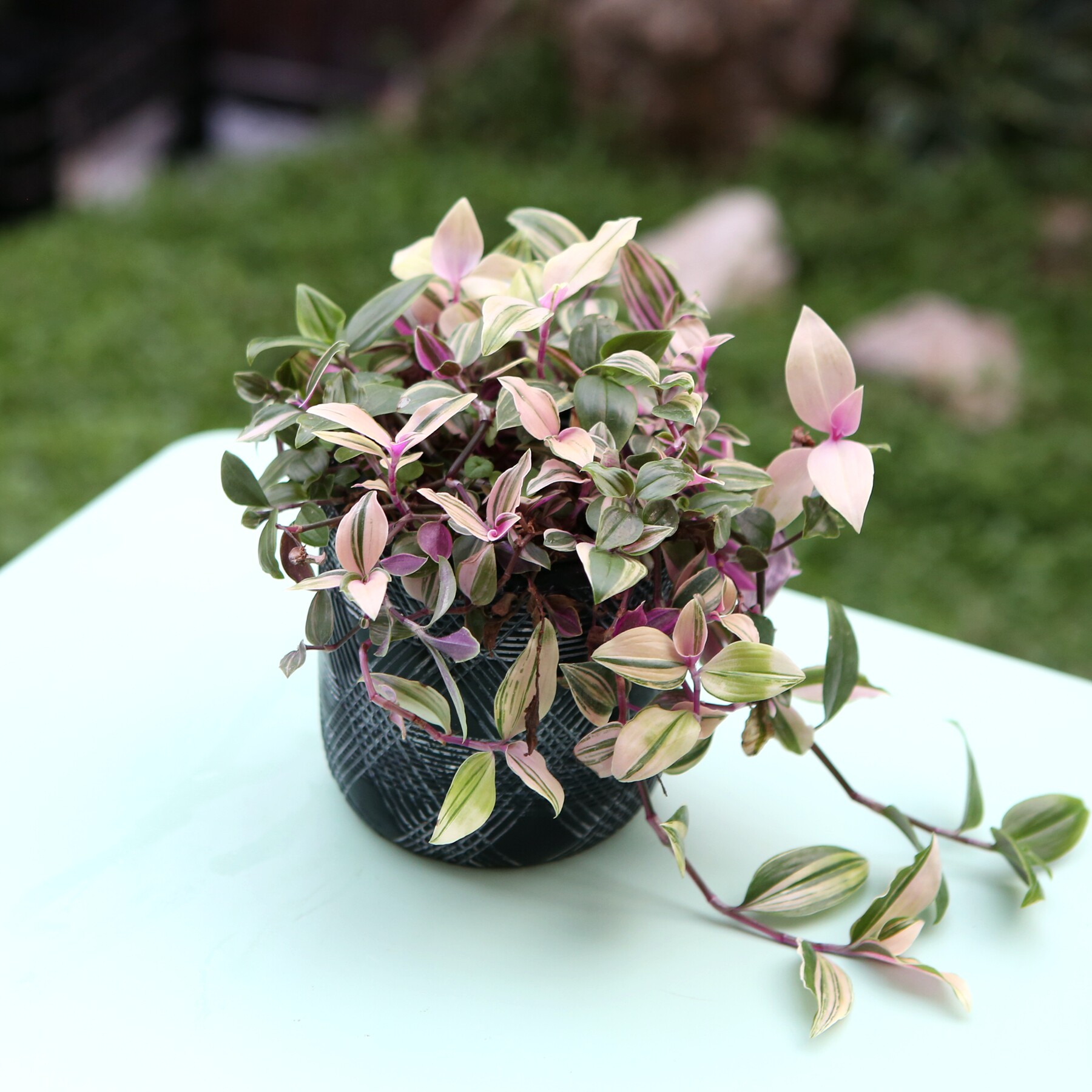 婚礼吊兰锦油画吊篮紫露草室内盆栽绿植ins网红观叶植物阳台窗台