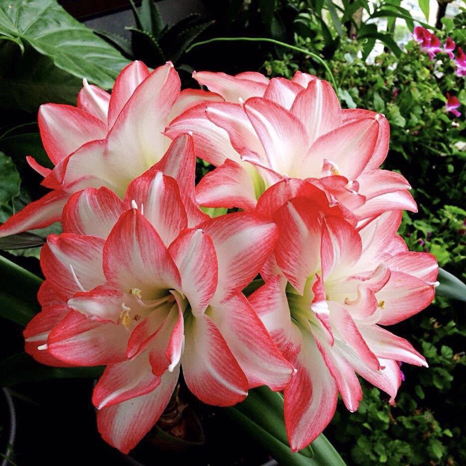 预售12月发_进口荷兰重瓣朱顶红种球盆栽花卉多年生复花容易大花