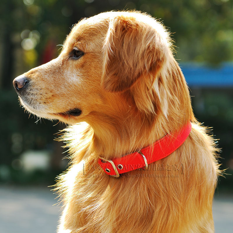 项圈宠物泡棉狗狗脖套大中小型可用颈圈宠物用品项圈