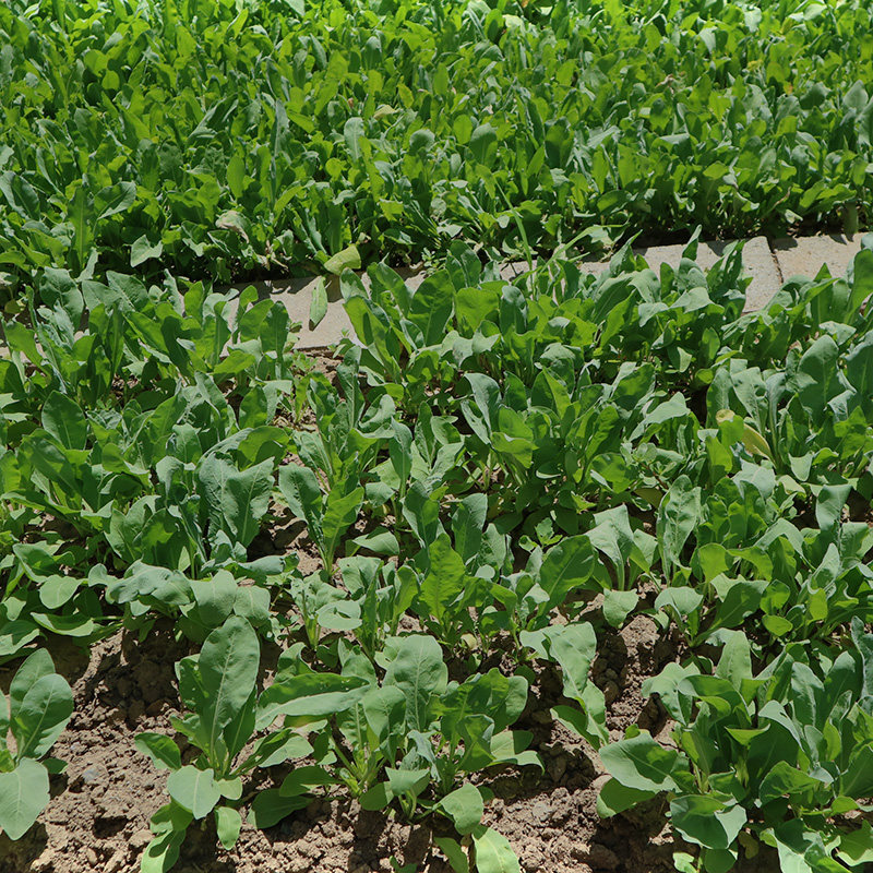 新疆乌斯玛草棒生眉棒乌斯曼草生眉笔奥草发际线眼睫毛增长正品